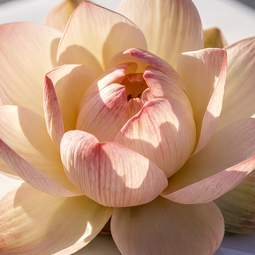 Lotus flower ingredient visual